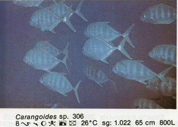 Carangoides sp
